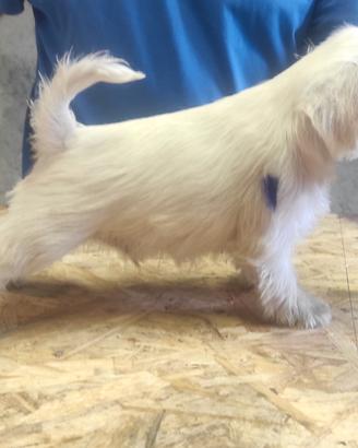 Schnauzer nani bianchi