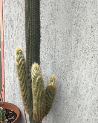 Pianta grassa