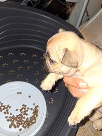 Bulldog francese femmina
