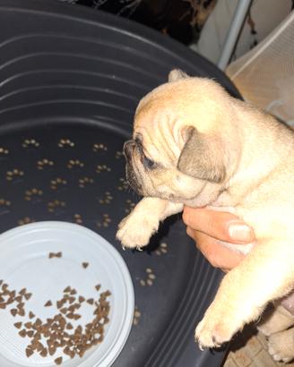 Bulldog francese femmina