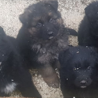 Cuccioli di pastore tedesco a pelo lungo neri