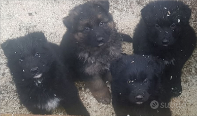 Cuccioli di pastore tedesco a pelo lungo neri
