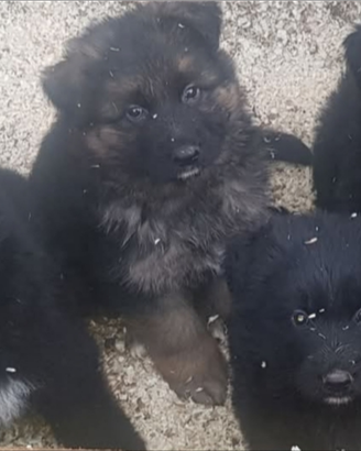 Cuccioli di pastore tedesco a pelo lungo neri