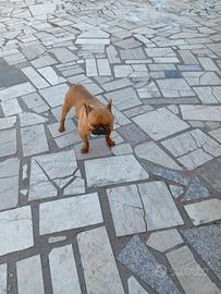 Dog francese