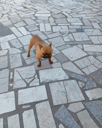 Dog francese