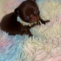 Chihuahua