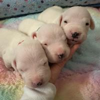 Cuccioli di dogo argentino disponibili ora