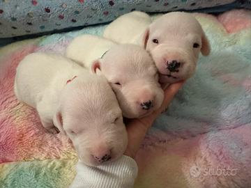 Cuccioli di dogo argentino disponibili ora