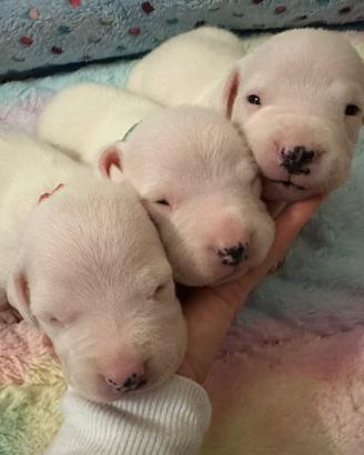 Cuccioli di dogo argentino disponibili ora