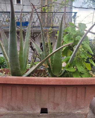 aloe con geranio