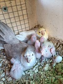 Pulli di calopsite da imbecco