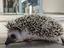 Immagine 6