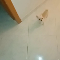 Chiuhuahua pelo corto femminuccia