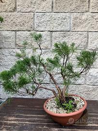 bonsai ginepro