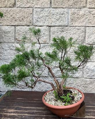 bonsai ginepro