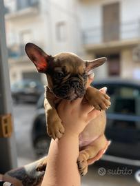 Bull dog francese maschio