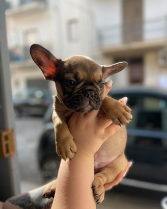 Bull dog francese maschio