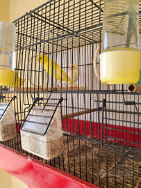 Due canarini e gabbia