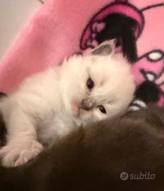 Ragdoll e Ragcoon/mainedoll cuccioli