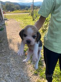Cuccioli di beagle