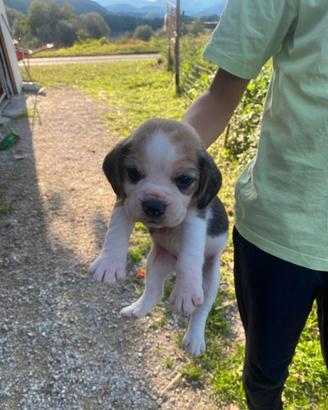Cuccioli di beagle