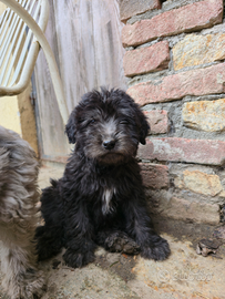Cucciolo pastore bergamasco