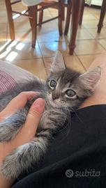 2 gattine femmine 1 maschietto