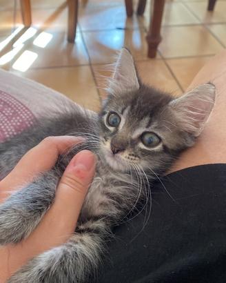 2 gattine femmine 1 maschietto