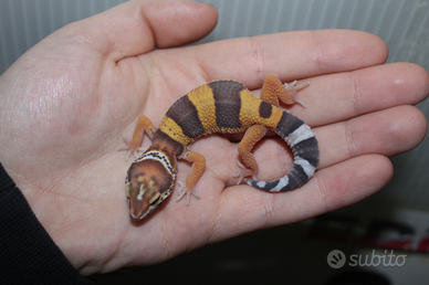 Geco leopardino