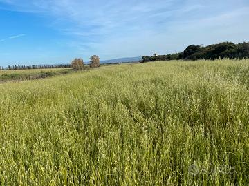 Foraggio naturale