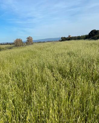 Foraggio naturale