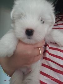 Maltese toy