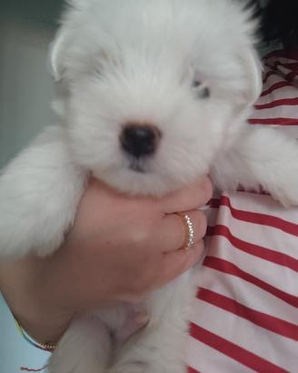 Maltese toy