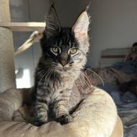 Cuccioli Maine Coon disponibili