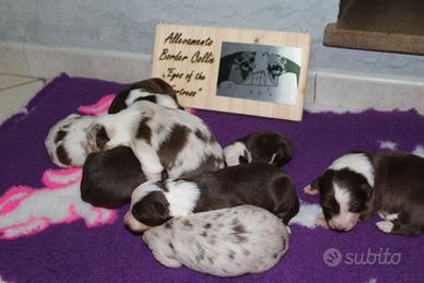 Cuccioli border collie