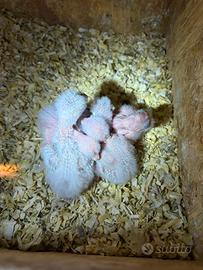 Pulli kakariki mutazione geezmond