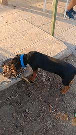 Cane da caccia
