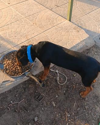 Cane da caccia