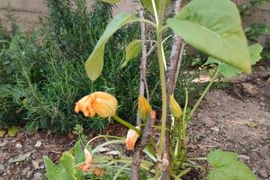 Terreno per orto a Genova
