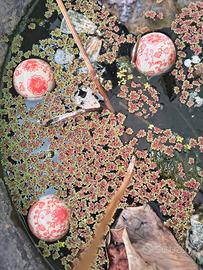 ukidama - 3 palline galleggianti per laghetto 