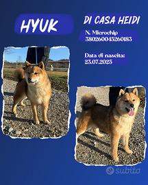 Shiba rosso fulvi pedigree ENCI all. con affisso