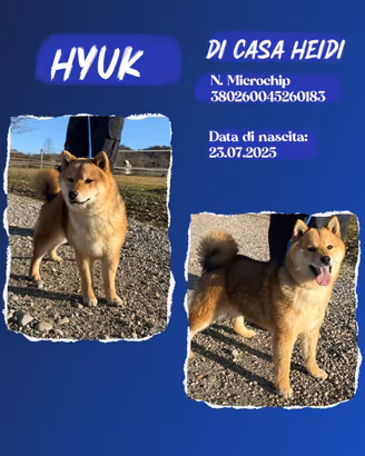 Hyuk Shiba rosso pedigree ENCI all. con affisso