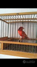 Canarino rosso pezzato