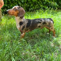 Bassotto maschio per accoppiamento