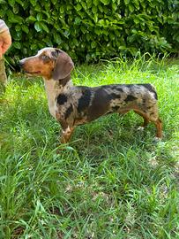 Bassotto maschio per accoppiamento