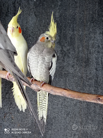 Pappagalli calopsite