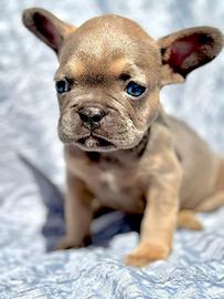 Bull dog francese