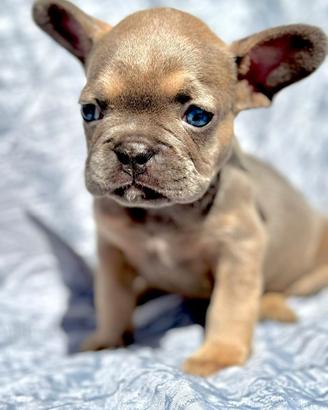 Bull dog francese