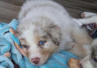 Pastore Australiano Australian Shepherd cuccioli
