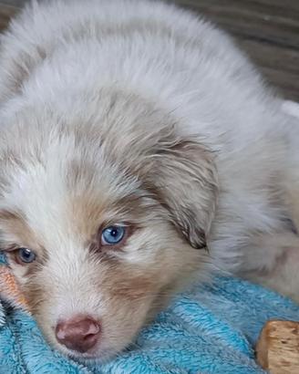 Pastore Australiano Australian Shepherd cuccioli